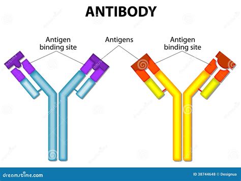 Antibody And Antigen Royalty Free Stock Photos - Image: 38744648