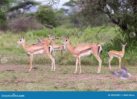 Small Herd of Thomson S Gazelle Stock Image - Image of herbivore ...