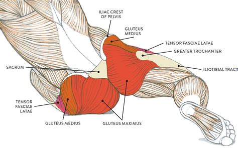 Hip Muscles Diagram Muscles Of The Lower Back And Hip Diagram Low | The Best Porn Website