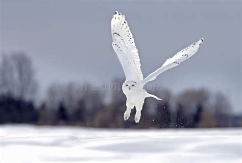 Hunting Snowy Owl stock image. Image of mysterious, beak - 12644631