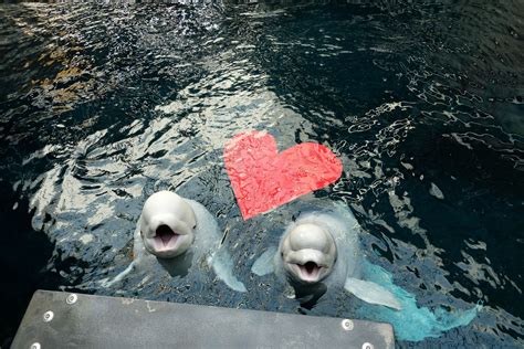 The Laws of Attraction: Beluga Whales | Georgia Aquarium