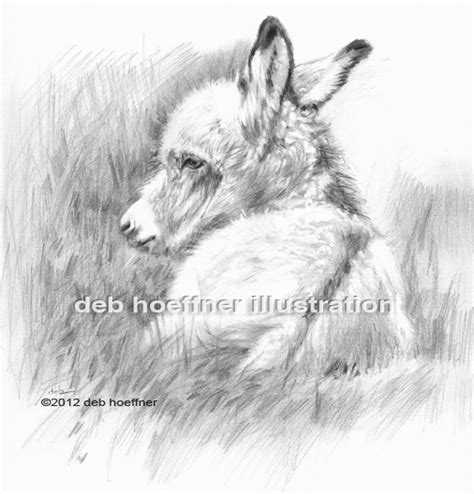 Baby donkey drawing in soft pencil award-winning style by bucks county artist deb hoeffner