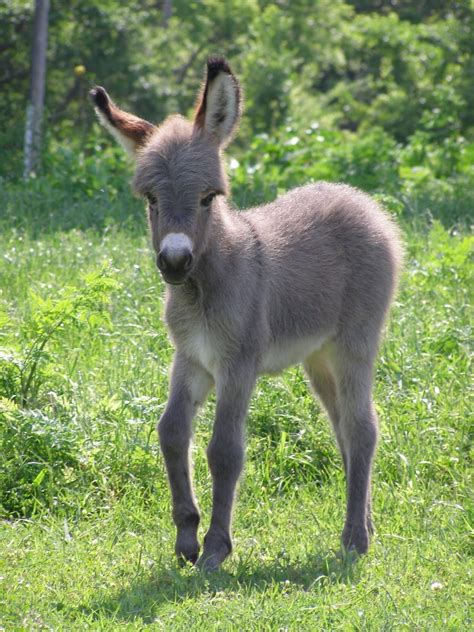 Dear World, You're Pretty! — BABY DONKEY!