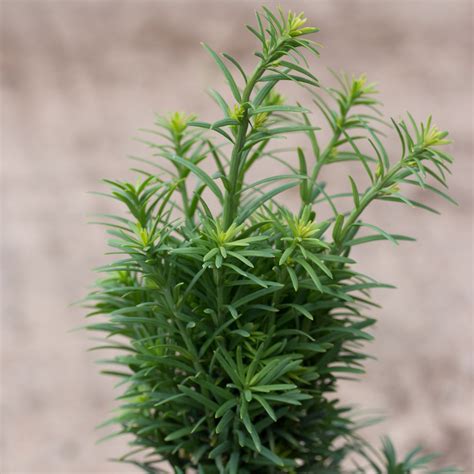 Taxus baccata Fastigiata Robusta | Mail Order Trees