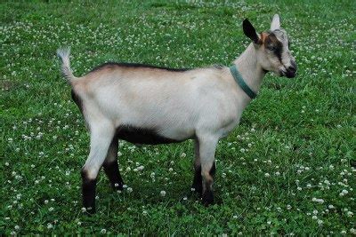 Alpine Goat - Knowledge Base LookSeek.com