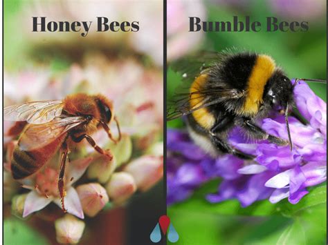 Types of Bees: Bumblebees vs. Honeybees