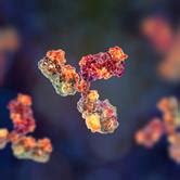 Fc-Mediated Antibody Functions and Fc-Receptor Polymorphism Volume II | Frontiers Research Topic