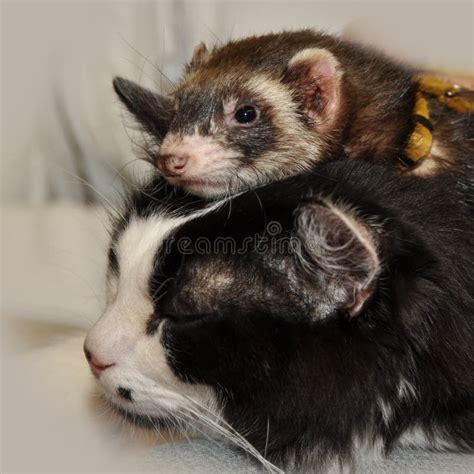 Ferret in love stock image. Image of fangs, animals, funny - 19004423