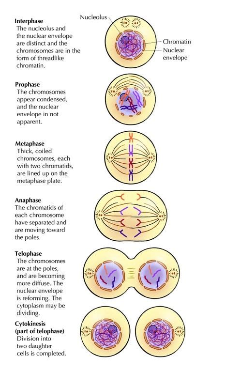 Mitosis | Cell Cycle | Cell Division | PMF IAS