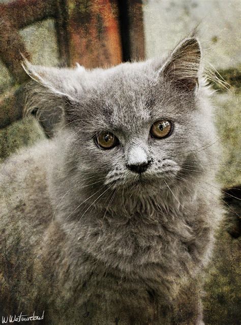 Grey Turkish Angora cat Photograph by Weston Westmoreland