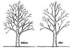 Crown Thinning | Tree Surgeon Bolton | Ariel Tree Care - Professional Tree Surgery