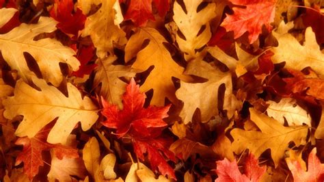 Wallpapers Fall Leaves - Wallpaper Cave