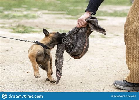 Training of Belgian Shepherd Stock Image - Image of security, dressage: 243364077