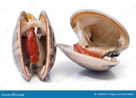 Smooth Clams Alive. Stock Photos - Image: 13528973