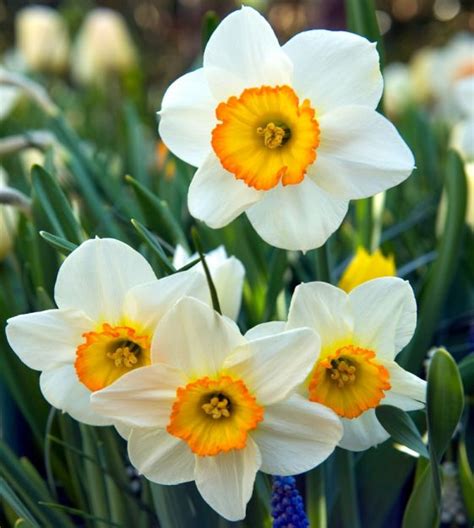 Narcissus Flowers Pictures | Best Flower Site