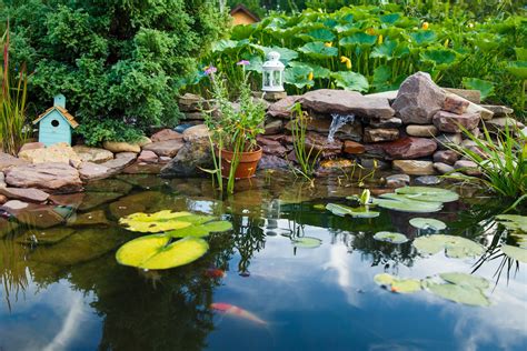 How to Keep a Goldfish Pond in Florida