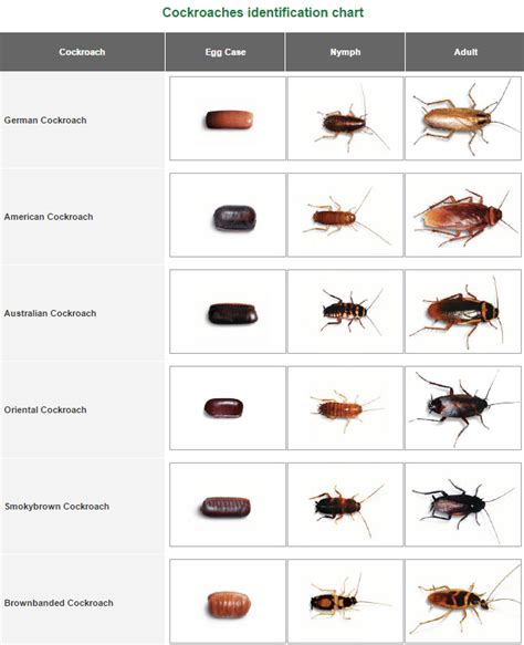 Roach Identification Chart