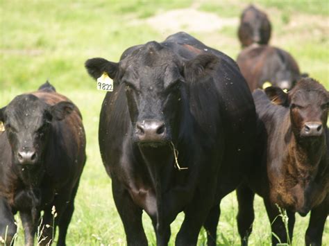 How to identify common breeds of beef cattle - Farm and Dairy