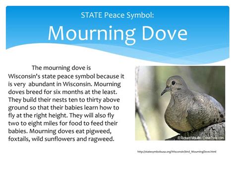 mourning doves symbolism