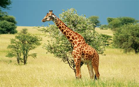 Giraffe- Best Giraffe Safaris in Africa | African Wildlife Safaris