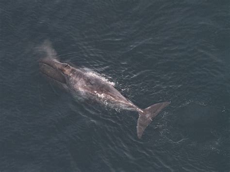 Lone Bowhead Whale Sighted in Gulf of Maine | NOAA Fisheries