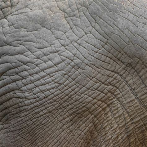 Elephant Skin Texture Free Stock Photo - Public Domain Pictures