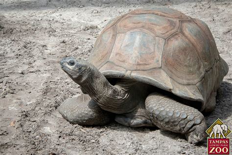 Aldabra Giant Tortoise - ZooTampa at Lowry Park