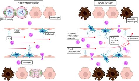 Schematic overview of normal and dysfunctional liver regeneration | Download Scientific Diagram