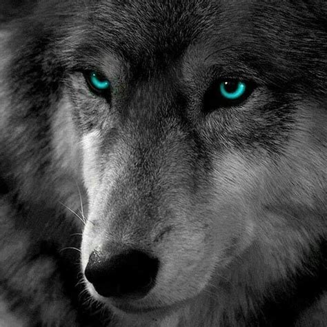 Pin by Theresa King on Animals | Wolf eyes, Wolf pictures, Wolf tattoos