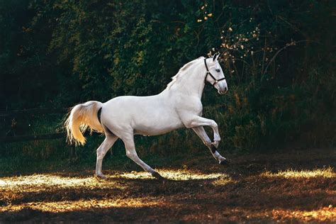 Horse Photography Tips: 5 Secrets for Incredible Shots – Camera Harmony