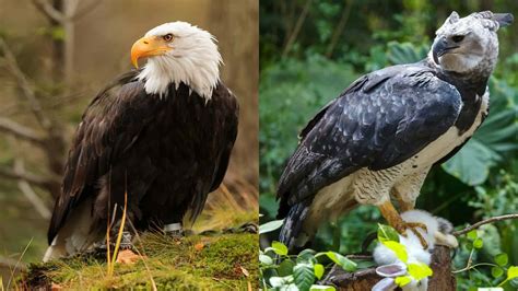 Harpy Eagle Size Comparison