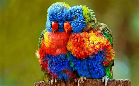 Small Colorful Parrots Wallpapers Hd : Wallpapers13.com