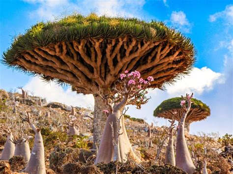 Socotra Island, Yemen : r/arabs