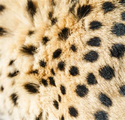 Cheetah skin stock photo. Image of background, fauna - 32661710