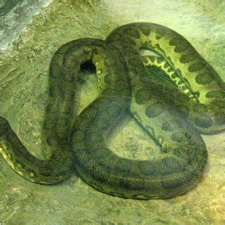 Green Anaconda Facts and Pictures