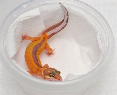 Leopard Gecko Breeding - Part 3 - Mating | Wiki | Leopard Gecko Advanced Care Amino