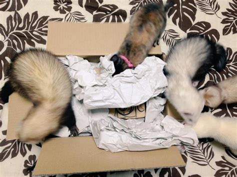 Rescue Kitten Grows Up Acting Like Her Five Ferret "Brothers"