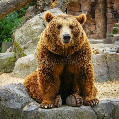 Grizzly Brown Bear Sitting on Top of Some Rocks Stock Image - Image of cute, habitat: 249115825