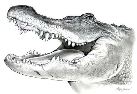 American Alligator Pencil Sketch by *gregchapin on deviantART Animal ...