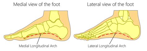 Arches Of Foot Anatomy Wholesale USA | www.micoope.com.gt