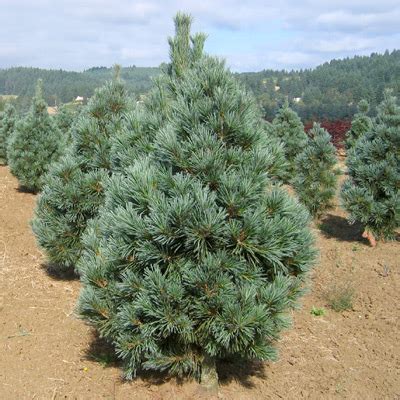 Limber Pine - Coniferous Forest