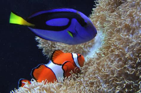 Did 'Finding Dory' Encourage The Poisoning And Death of Real-Life "Dories" In The Ocean? - True ...