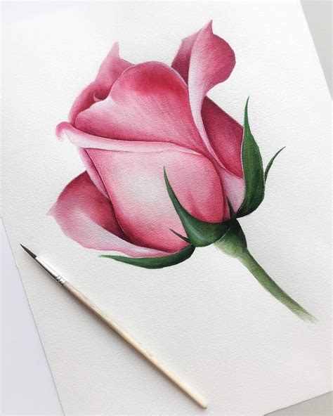 color Pencil Art Drawings Easy Flower - Uketsyseller