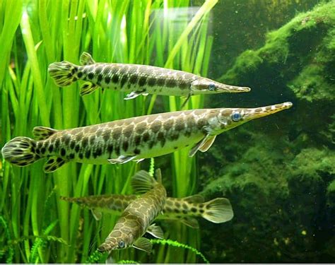 Gar Fish Facts | Lepisosteidae - Wiki Point