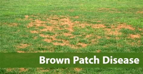 Lawn Disease - Brown Patch ⋆ Quiet Lawn - Eco-Friendly Lawn Care