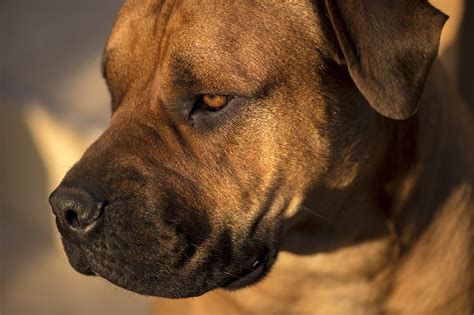 African Boerboel Bull Mastiff · Free photo on Pixabay