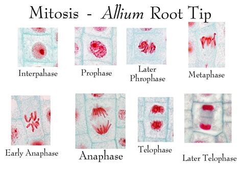 Biology Pictures: Mitosis in a Plant Root Cell