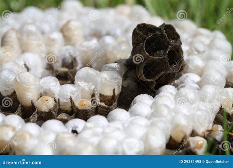 Bald-Faced hornet nest stock photo. Image of nest, comb - 29281498