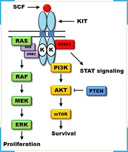 TRUPCR® C-KIT Mutation Detection Kit | TRUPCR Europe