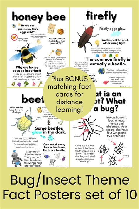 Fact About Bugs: Kids Love Learning Insect Interesting Facts